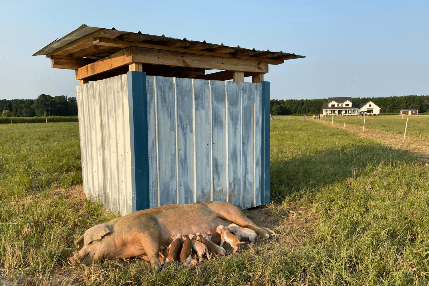 A sow and piglets on pasture at the Spence Fields farm